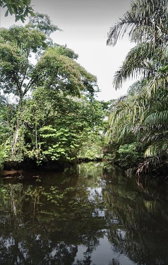 1836 Acre Farm With Streams and Primary Jungle at the Basin of Sierpe