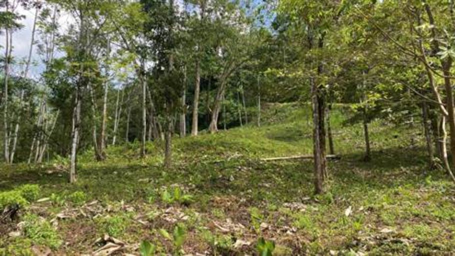 Garden of Eden, Whales Tale View