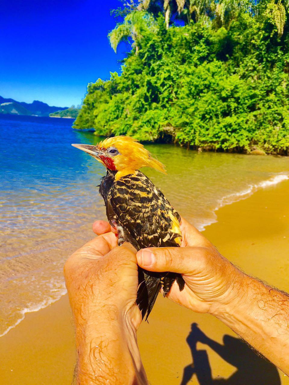 Angra Island- Rio de Janeiro-Brazil