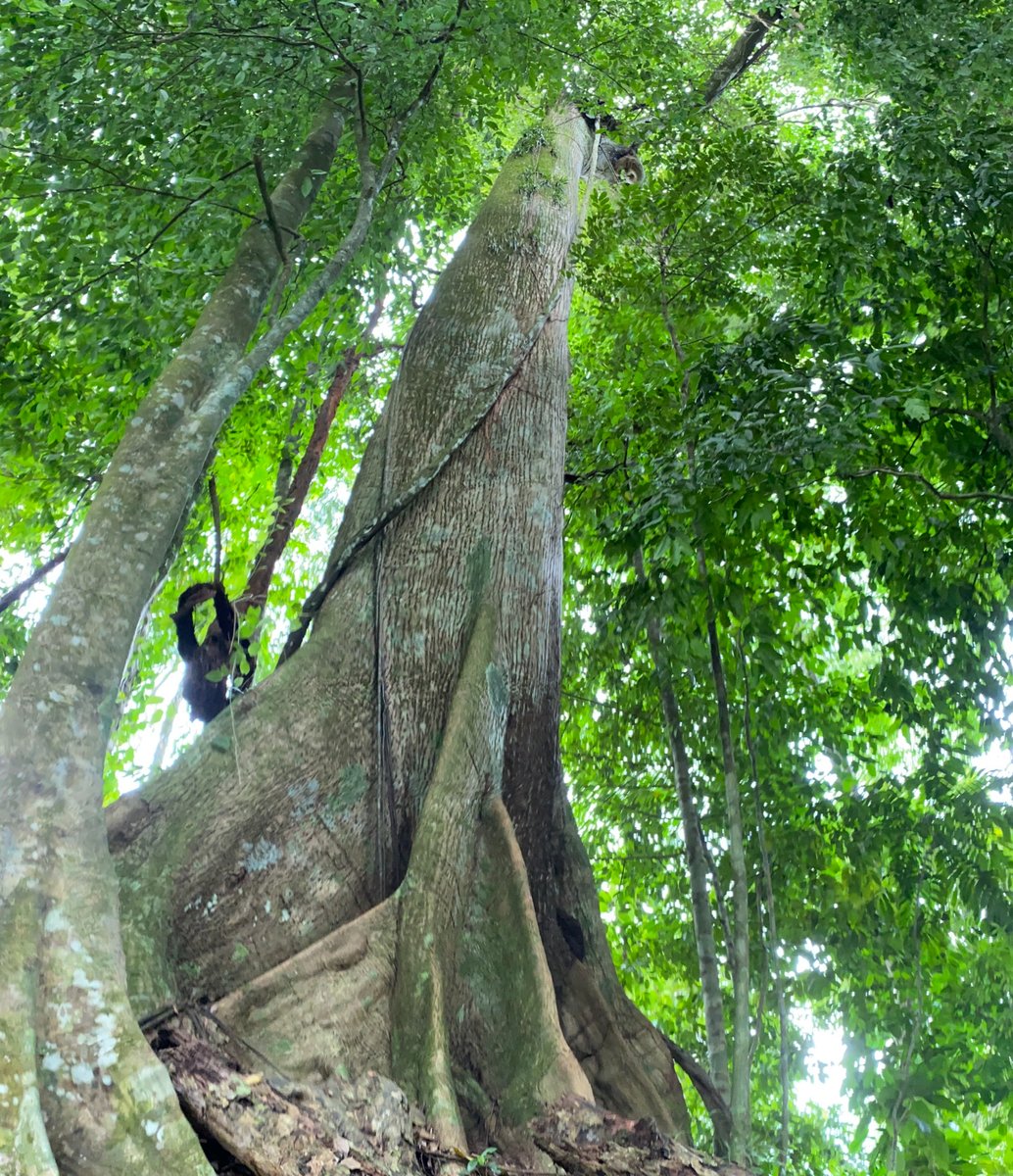 Whale Tail View Development Parcel, Uvita, Puntarenas