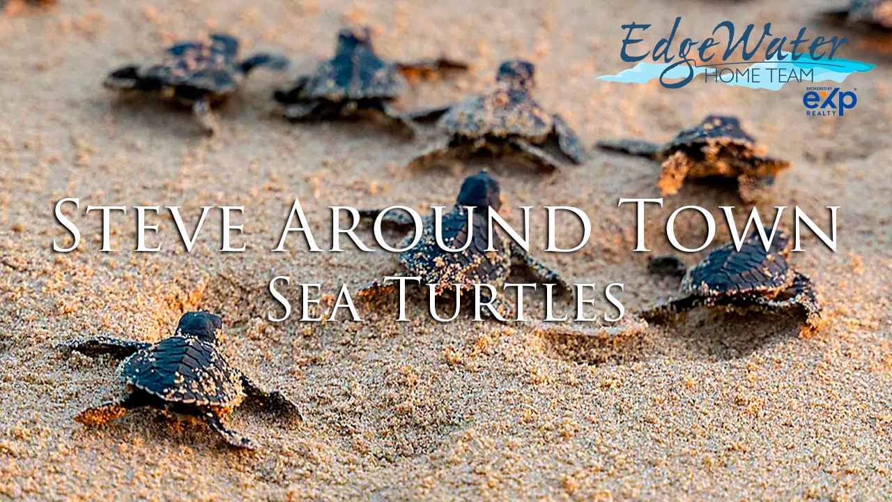 Sea Turtles