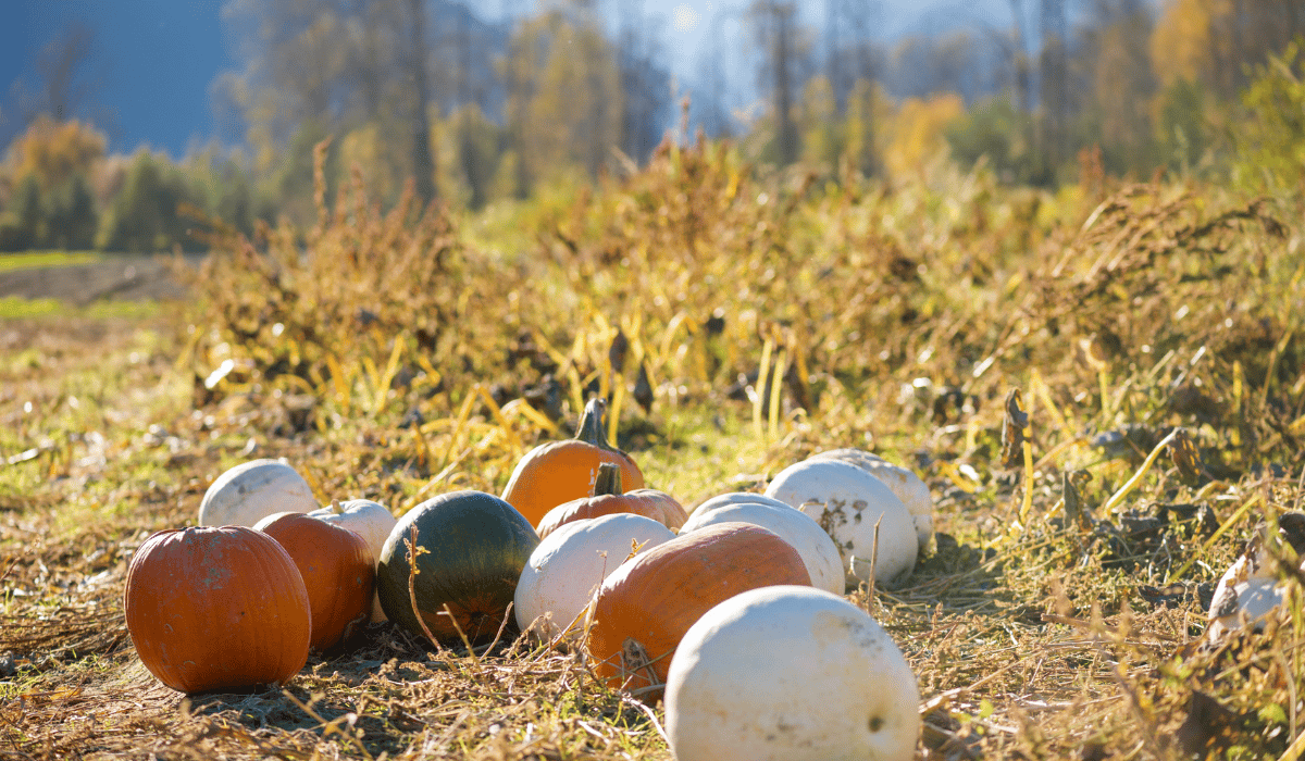 5 Fall Favorite Orchards & Pumpkin Patches in Westchester County