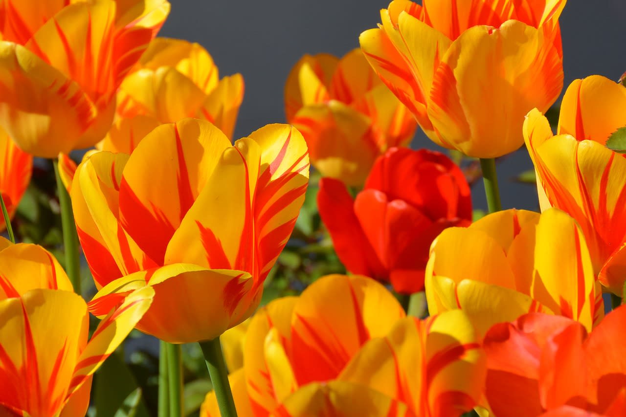 Early Bird Gets the House: Spring Housing Rush Has Begun