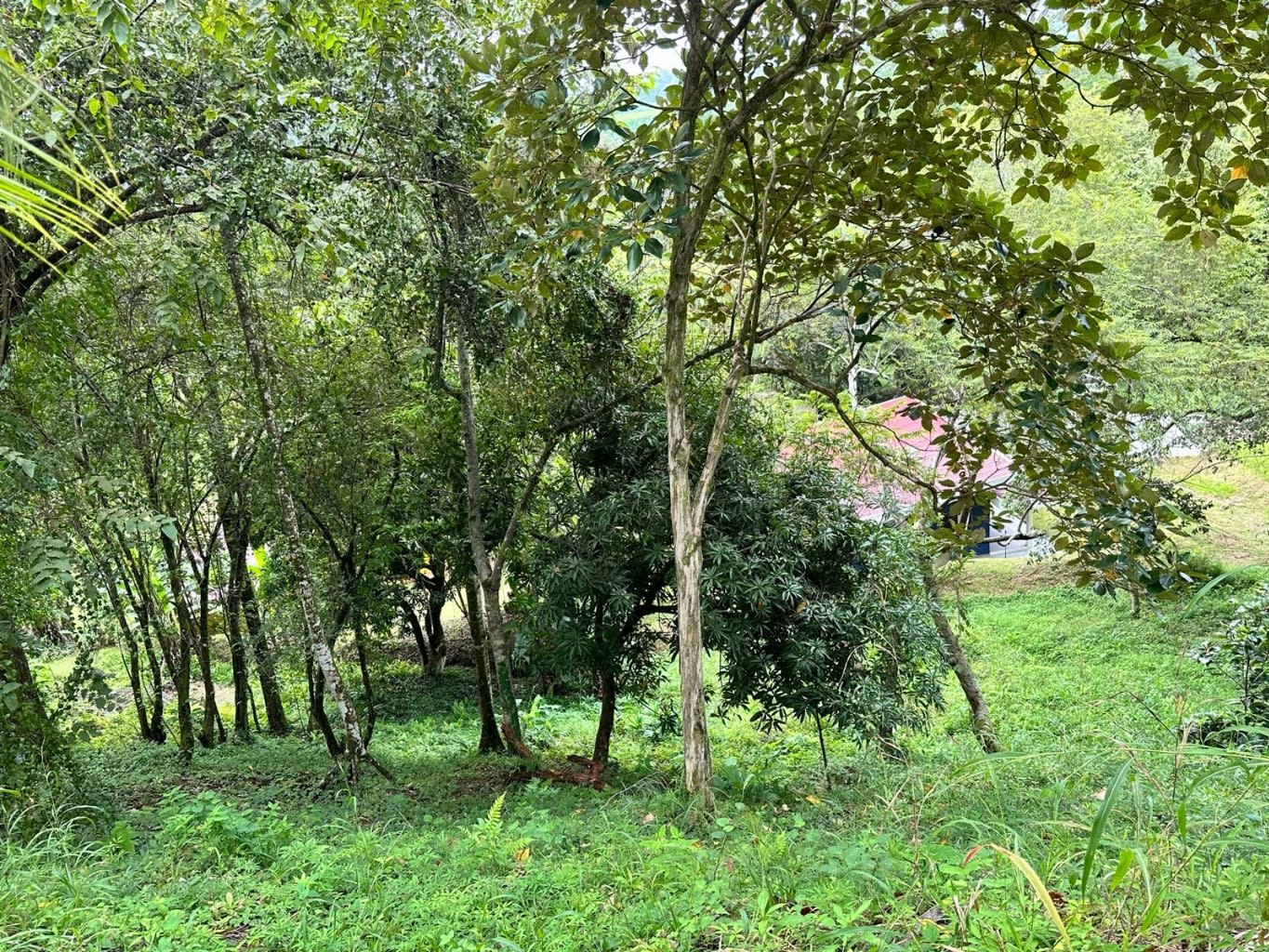 Matapalo Two-Unit Home Property