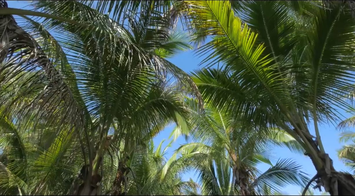 21 Acre Farm Kailua-Kona