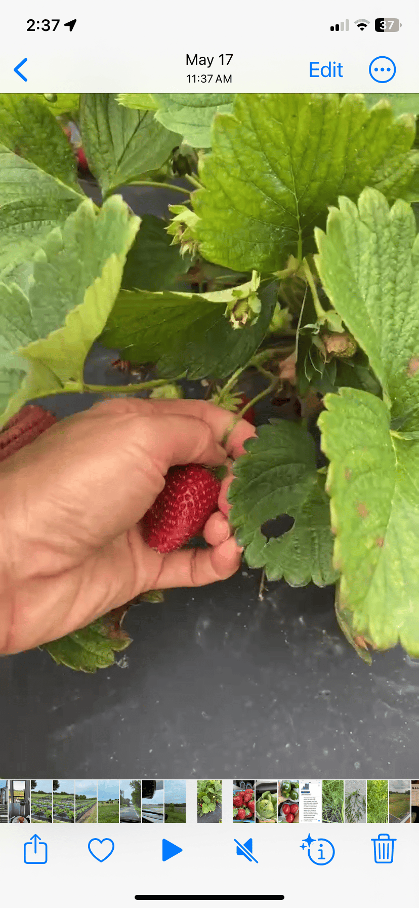 Spring Strawberry Season in North Carolina