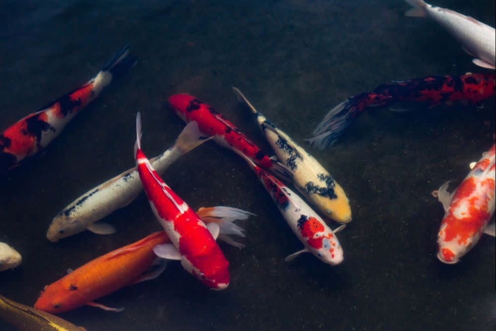 5 Good Reasons to Add a Koi Pond to Your Home