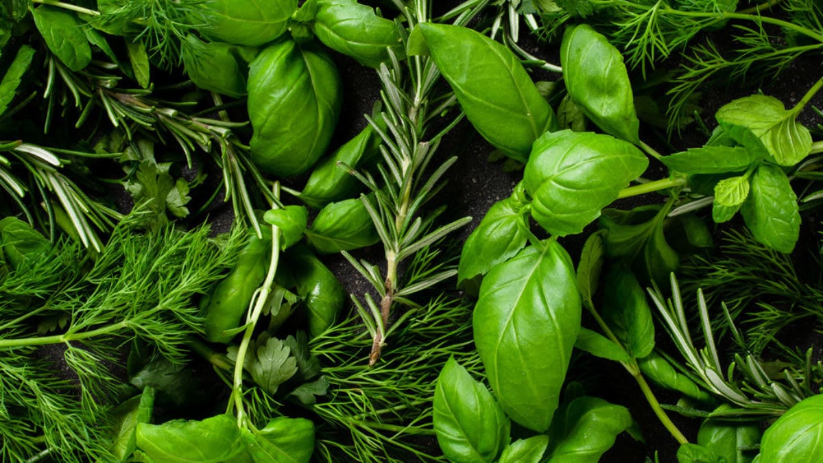 Spicing it Up | Enliven Your Kitchen and Palate with Herbs