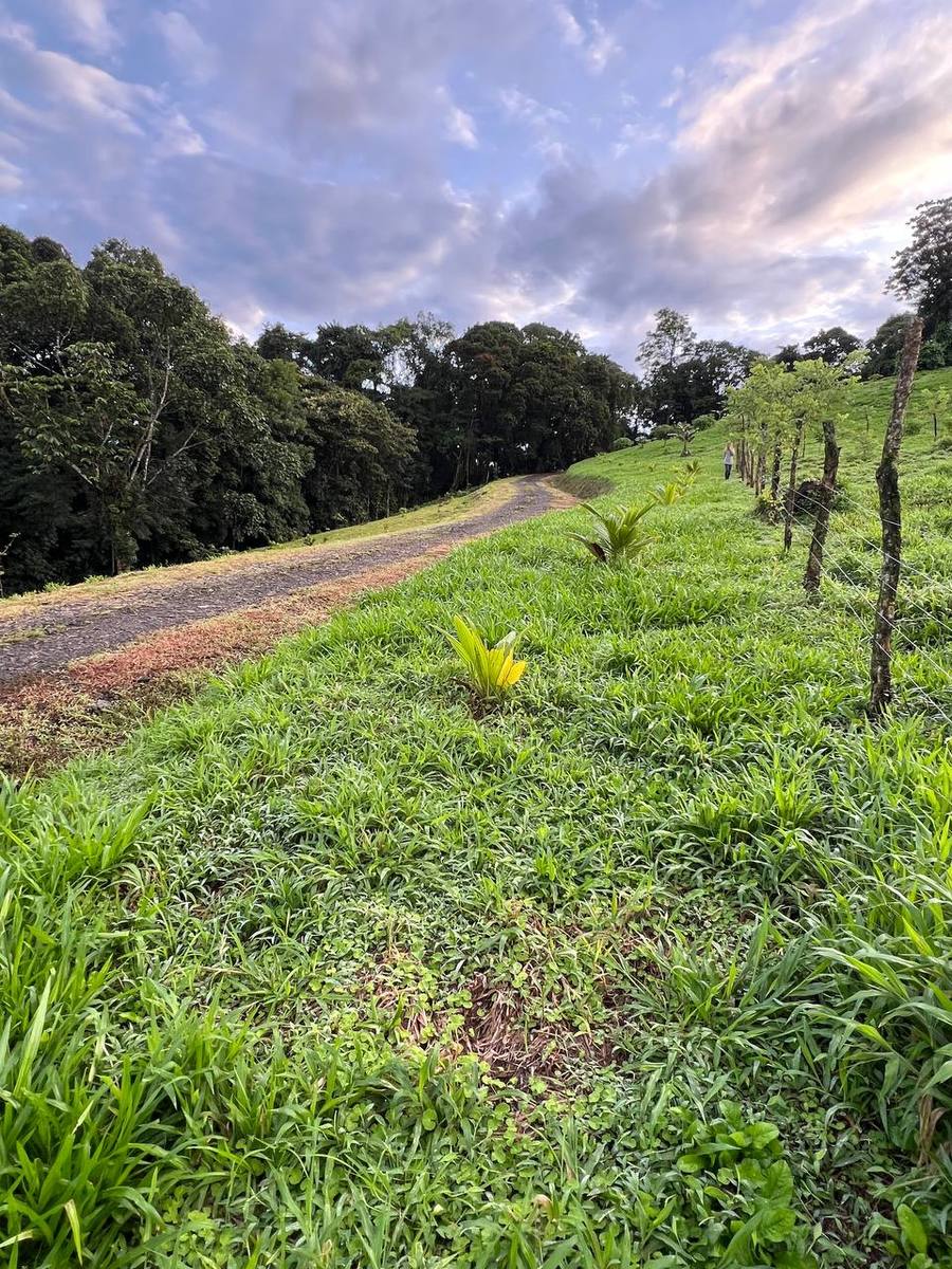 Permaculture Food Forest Land, Lake Arenal, Alajuela