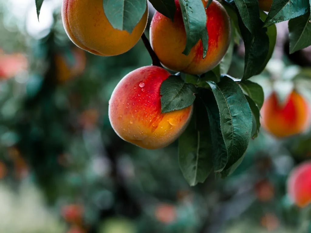 This month in your garden: June tips for St. Louisans