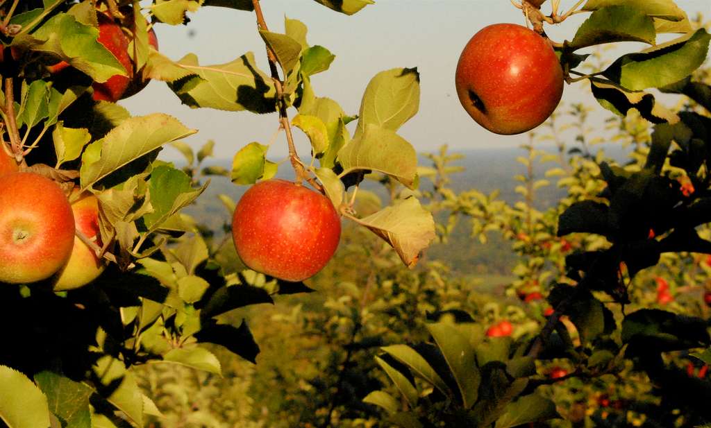12 Cute Things To Do in Charlottesville