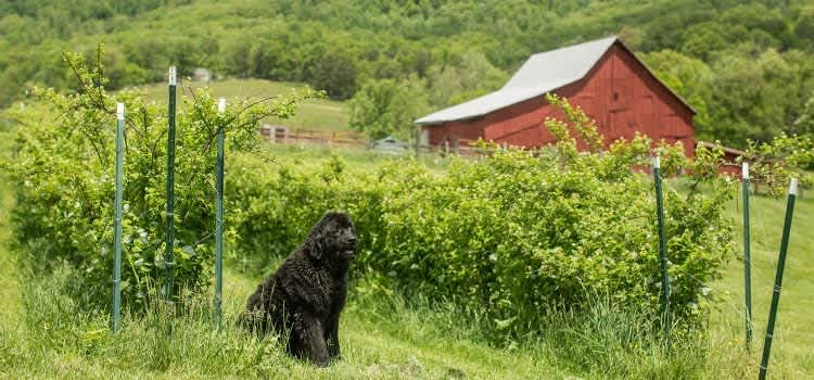 Bee’s Knees: New River Valley Stuff We Dig!