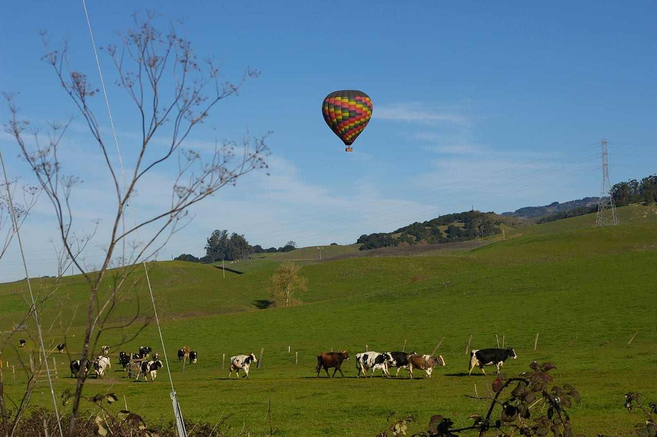 Petaluma