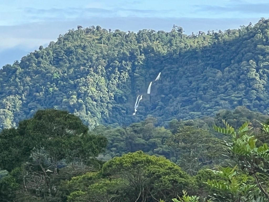 MU, Costa Verde Estates Trophy Home