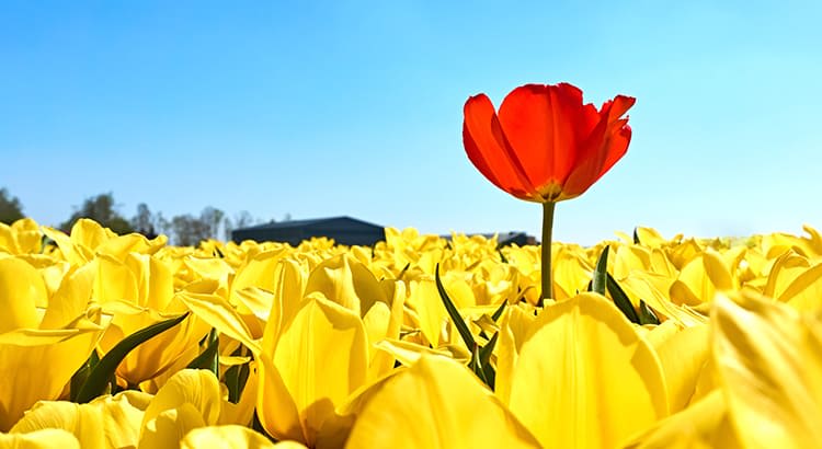 A single red tulip among a sea of yellow tulips, creating a striking contrast, which may signify standing out or individuality.