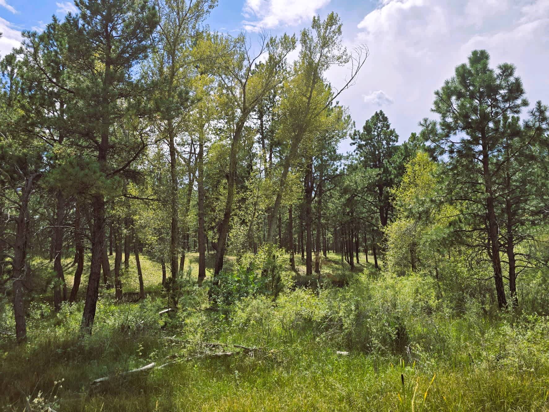 00 Meridian Road