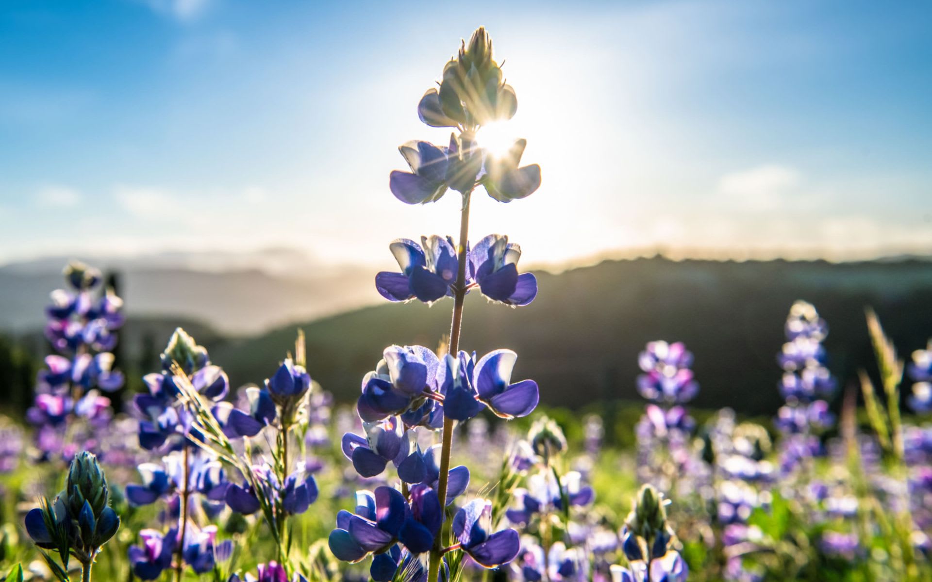 Diamond T Ranch & Vineyards - The Talbott Estate