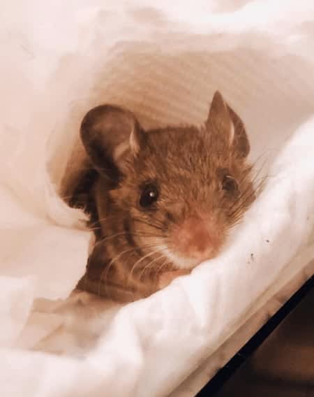 give boldly animal rescue