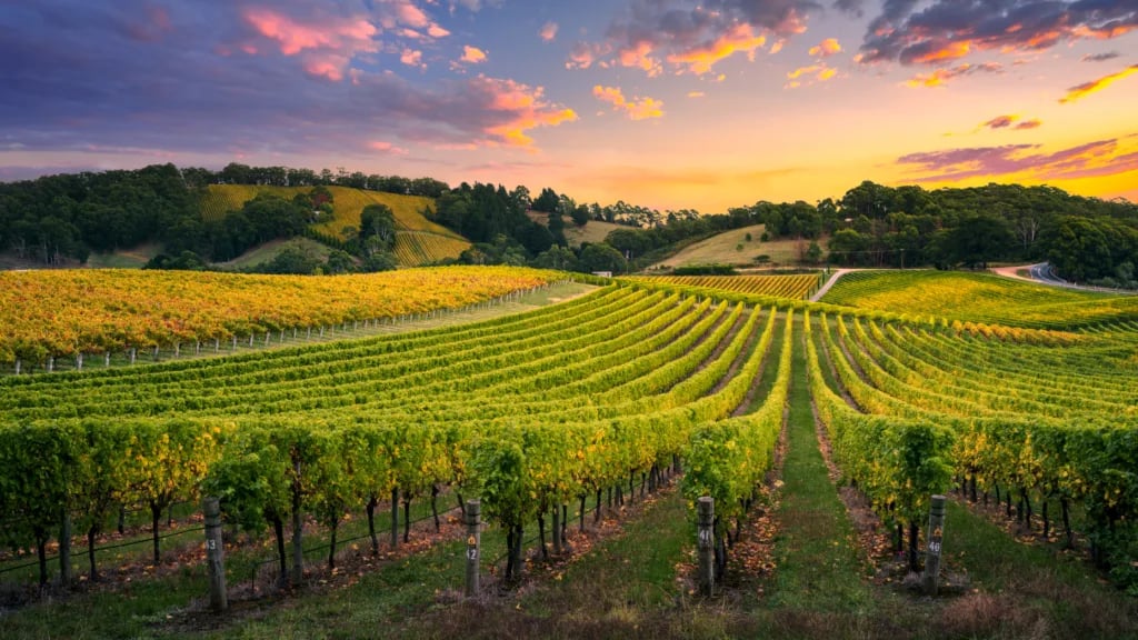 Emerging Trends and Opportunities in Vineyard Investment