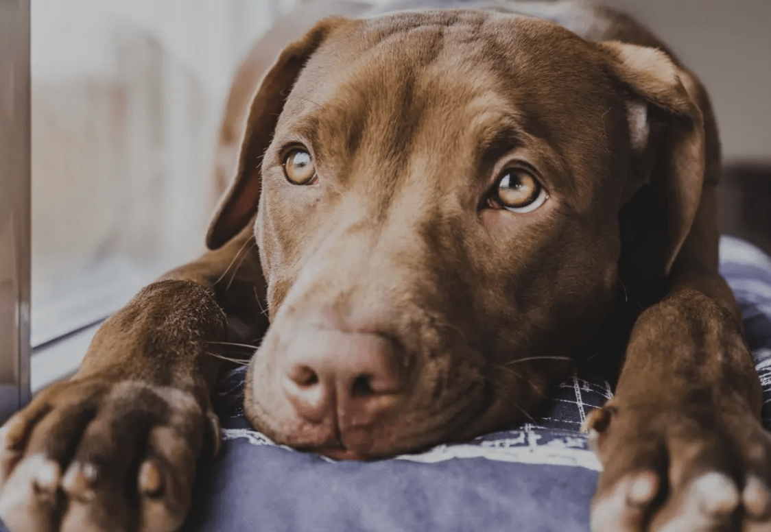 The Best Dog Breeds for First-Time Homeowners