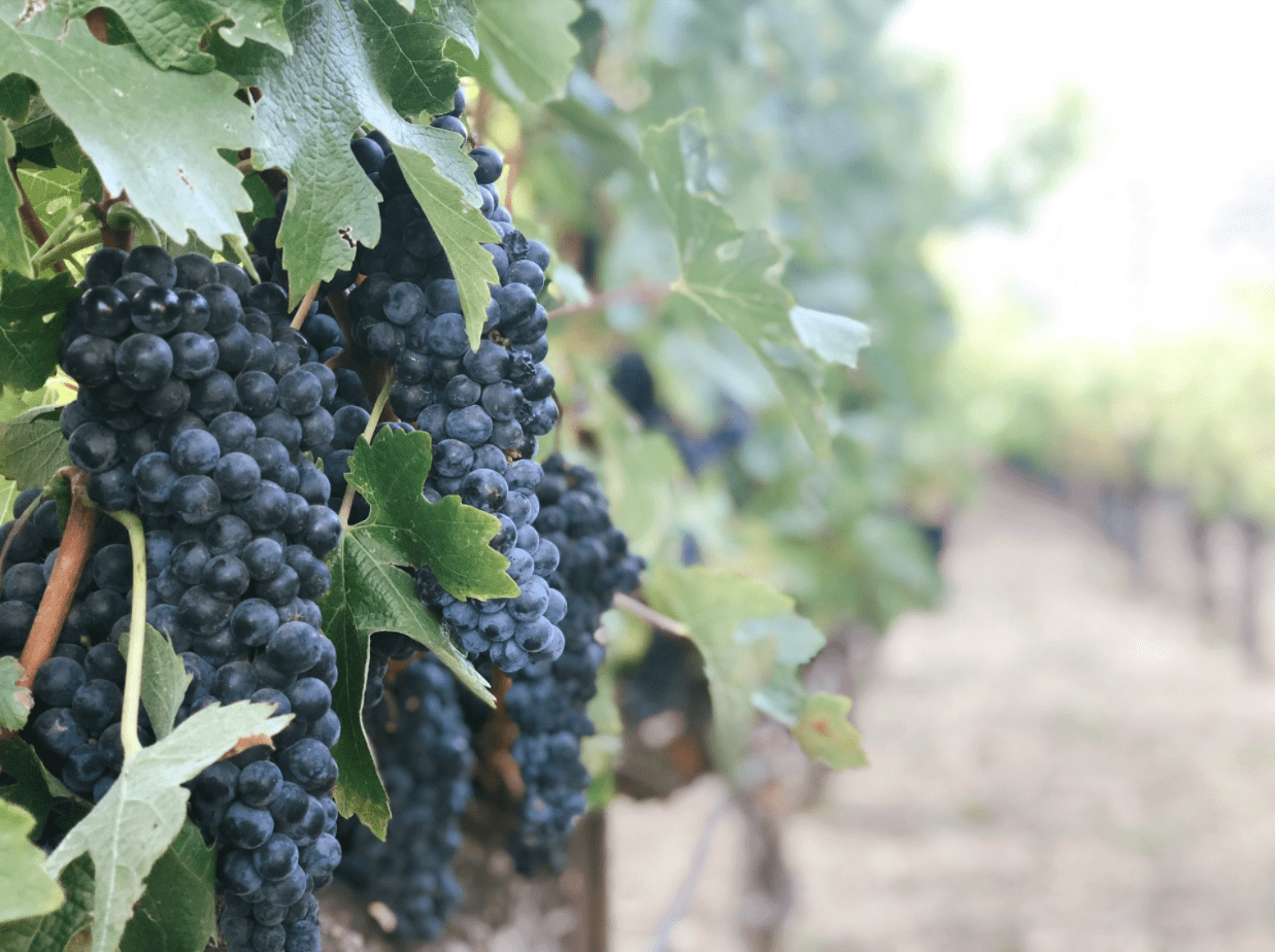 hanging grapes in the vine