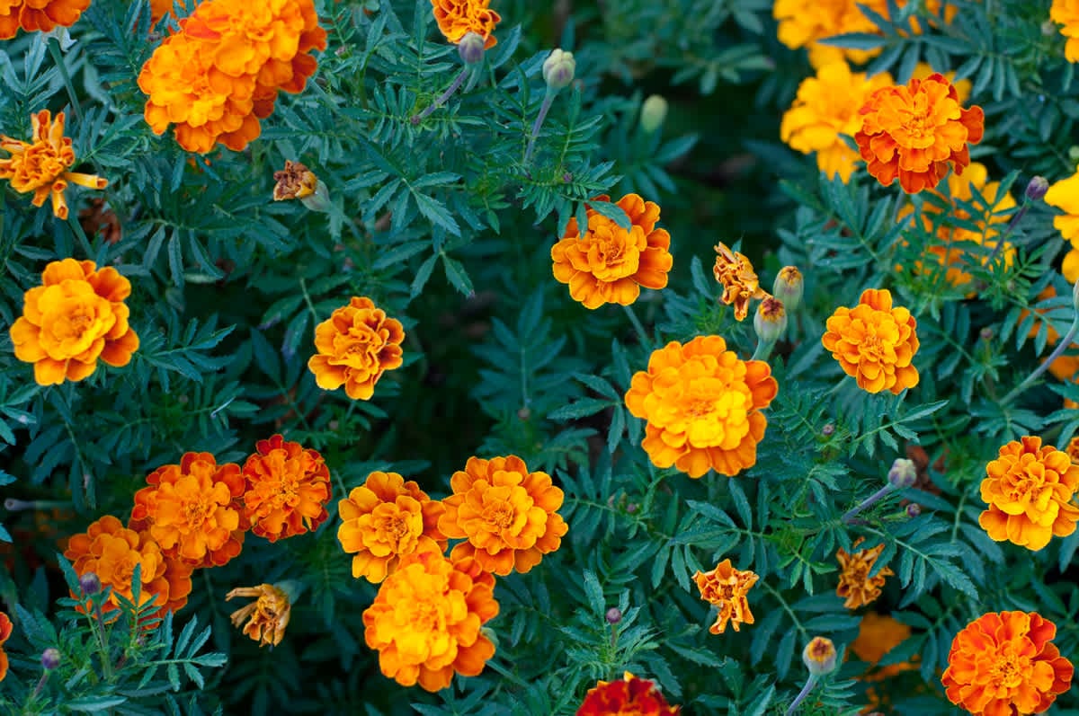 Gardening Myths and Facts Nest Realty - NEST Magazine
