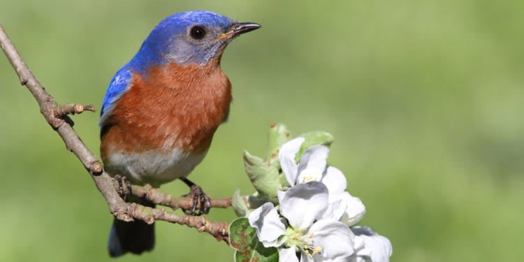 For the Love of Birds