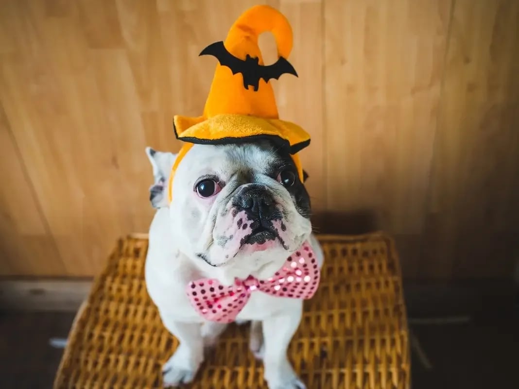 Danville’s Annual Howl-o-ween Pet Costume Contest and Parade