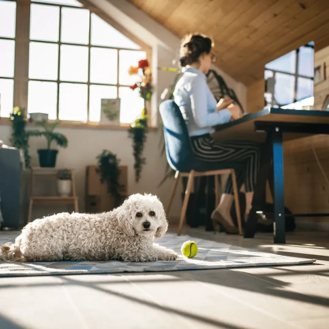 Pet-Friendly Indoor Plants