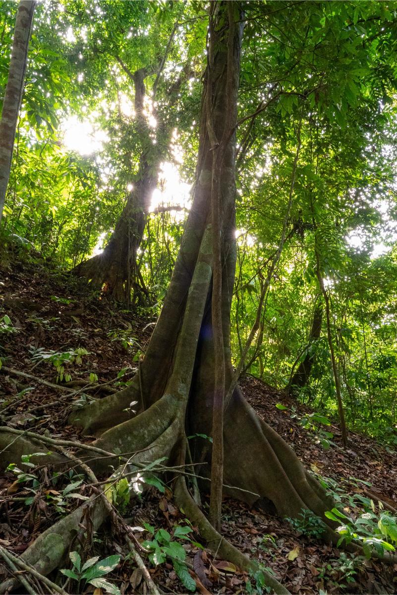 Private Ocean View Development Lot, Dominical, Puntarenas