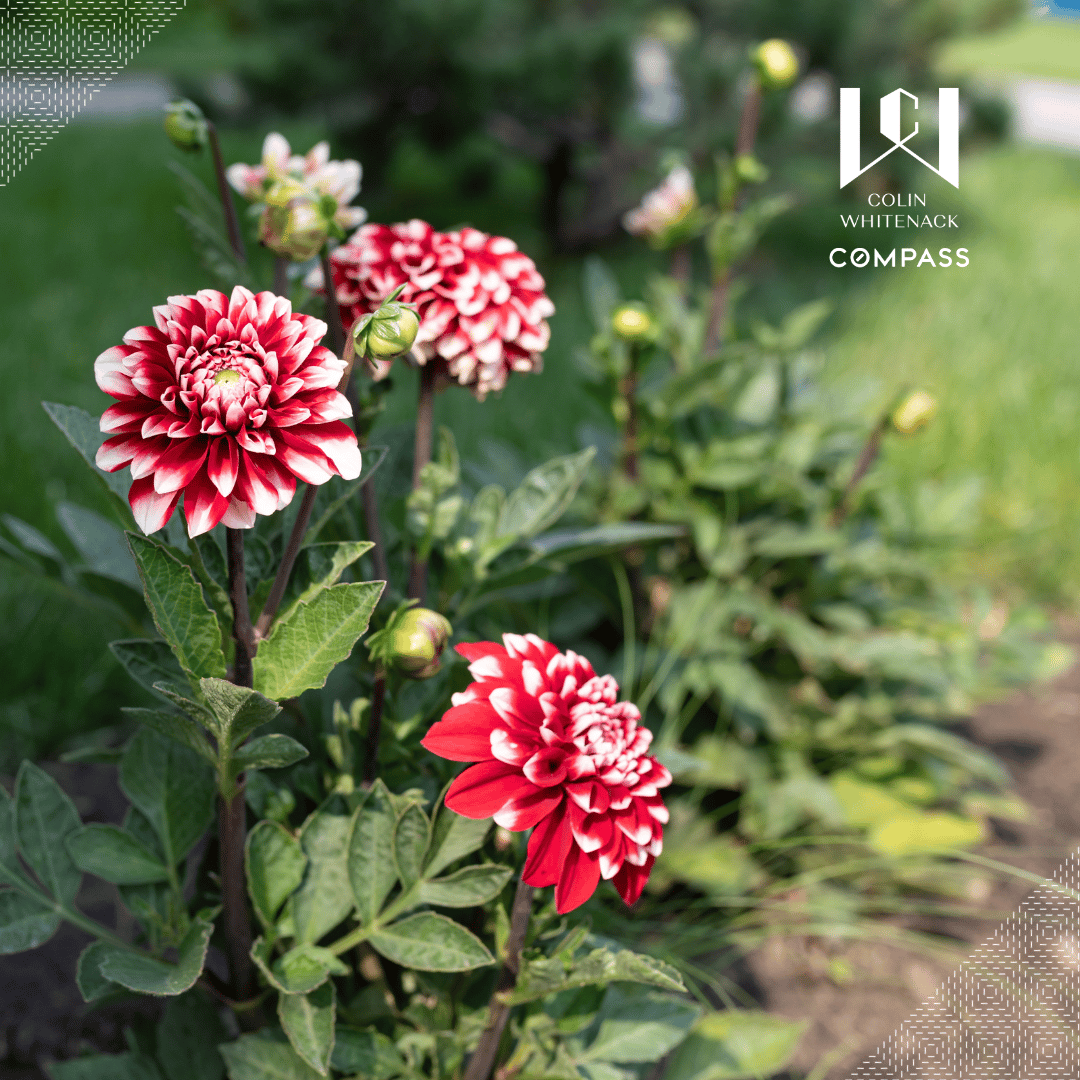 10 Bulbs to Plant in Spring for Summer Flowers