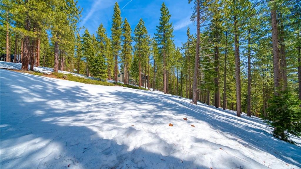 Sunlit spring snow under tall pines on a sloping wooded lot at 808 Randall Avenue, Jennifer, Incline Village