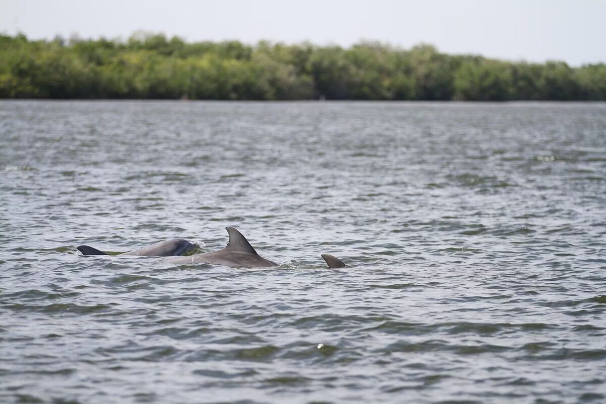 Dolphins in the Indian River Lagoon along Vero Beach's barrier island