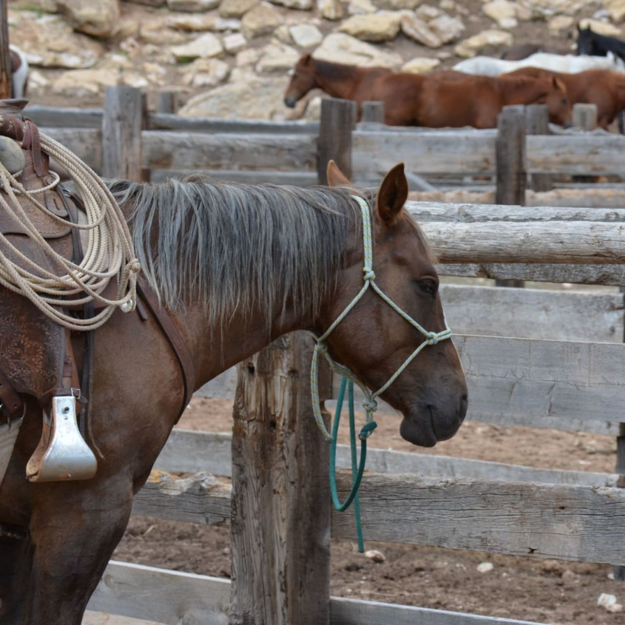 A brown horse tied to a fence in a dirt field.