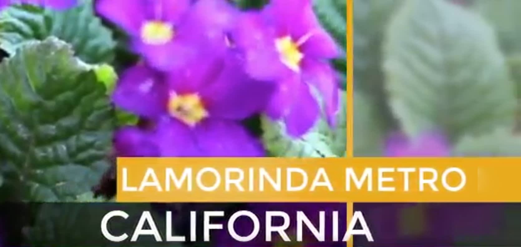 Lamorinda Metro