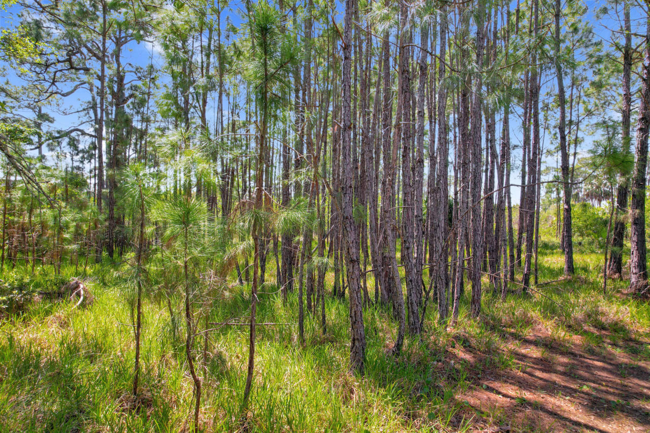 A ground-level view of a forested area with tall trees and grassy underbrush.