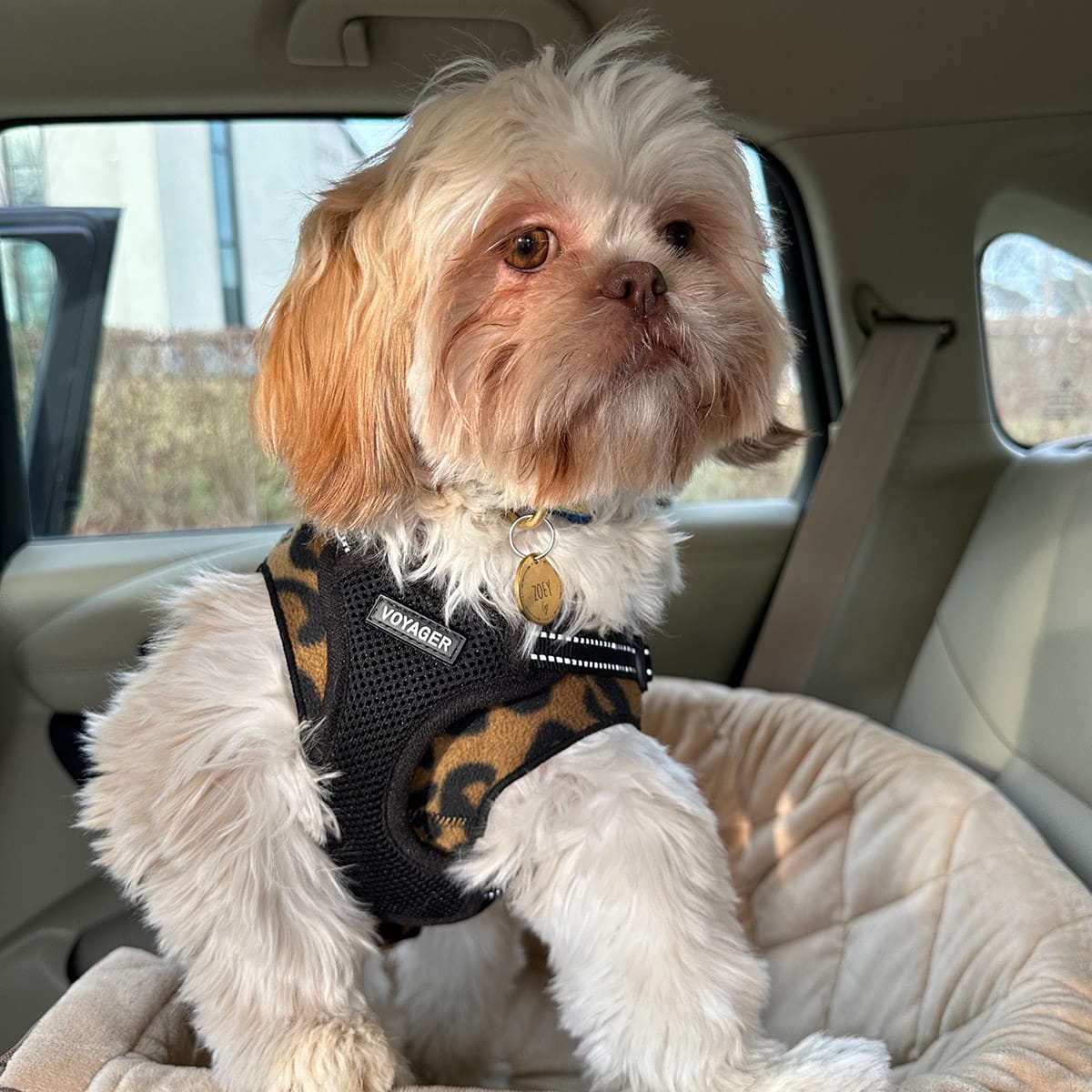 Small white dog in a car seat wearing a leopard-patterned harness.