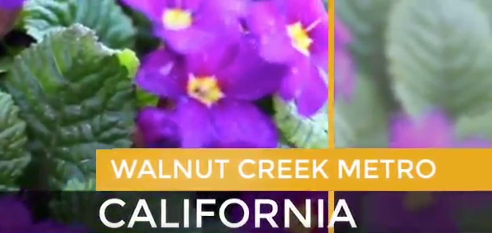 Walnut Creek Metro