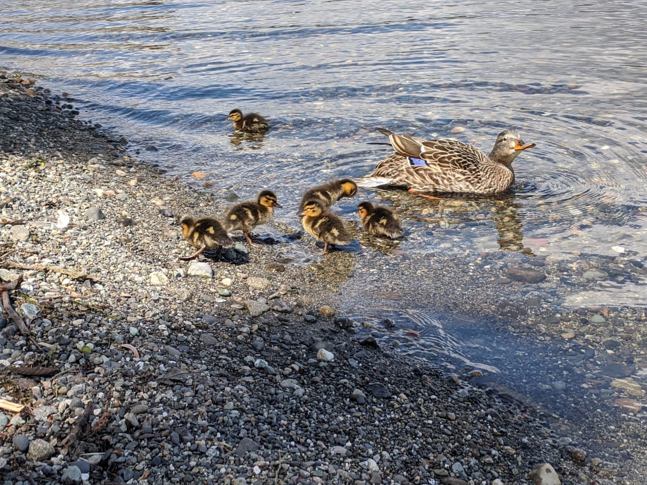  a mother duck and her ducklings swimming in the water next to a rocky shore