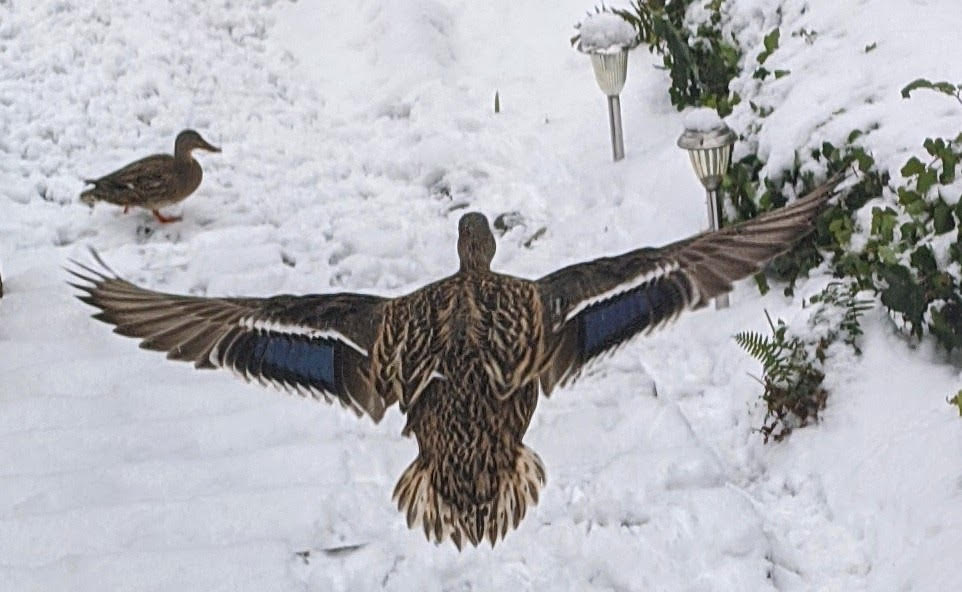 A duck flying over a snowy surface