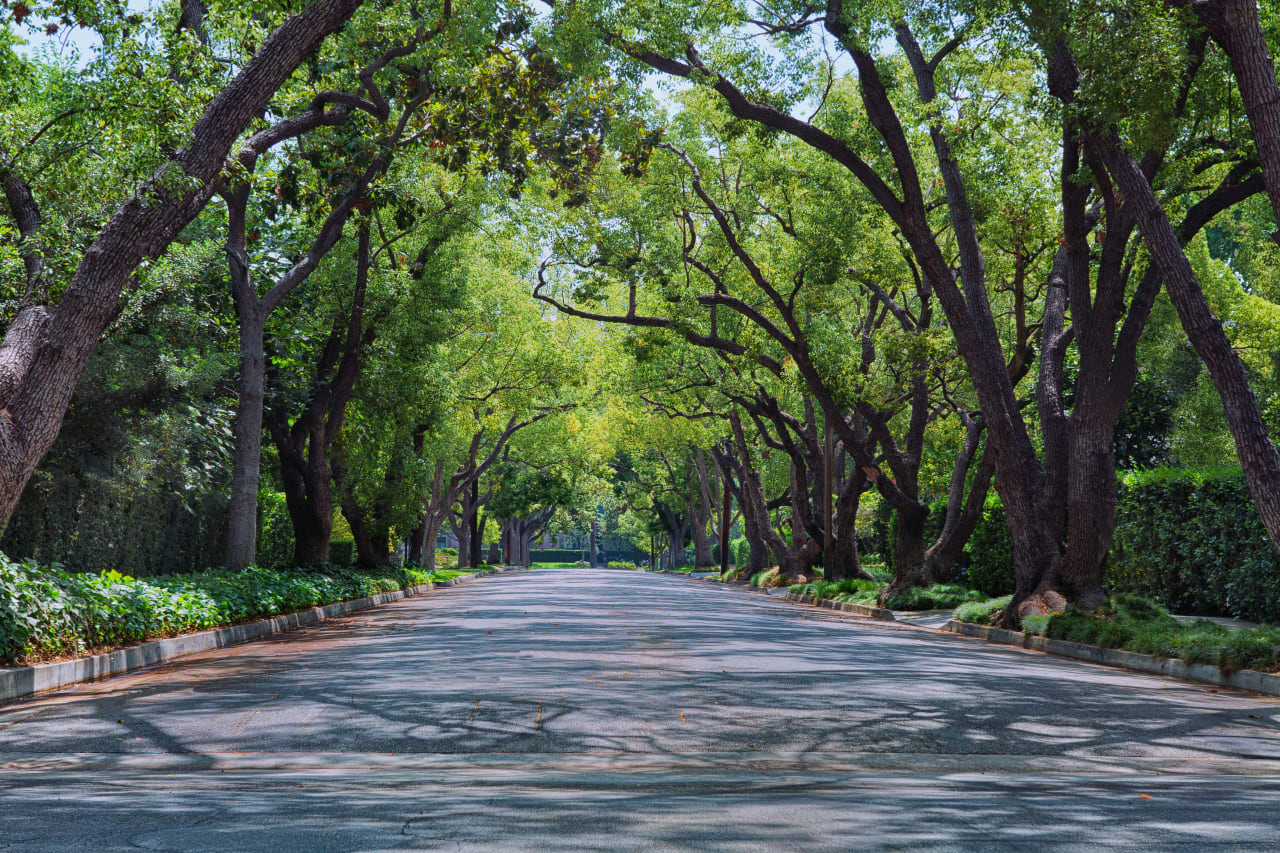 A narrow road through a lush forest. Sunlight filters through the trees, dappling the road and casting long shadows.