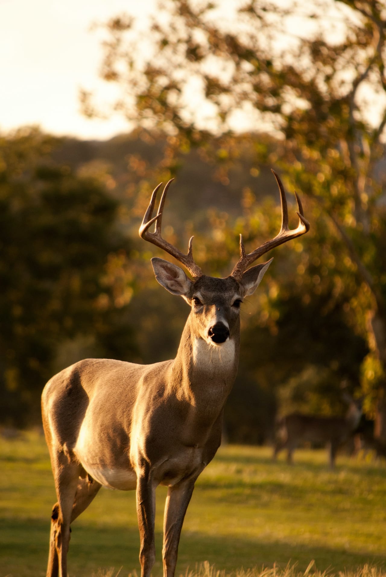 A white-tailed deer buck standing in a grassy field at sunset.