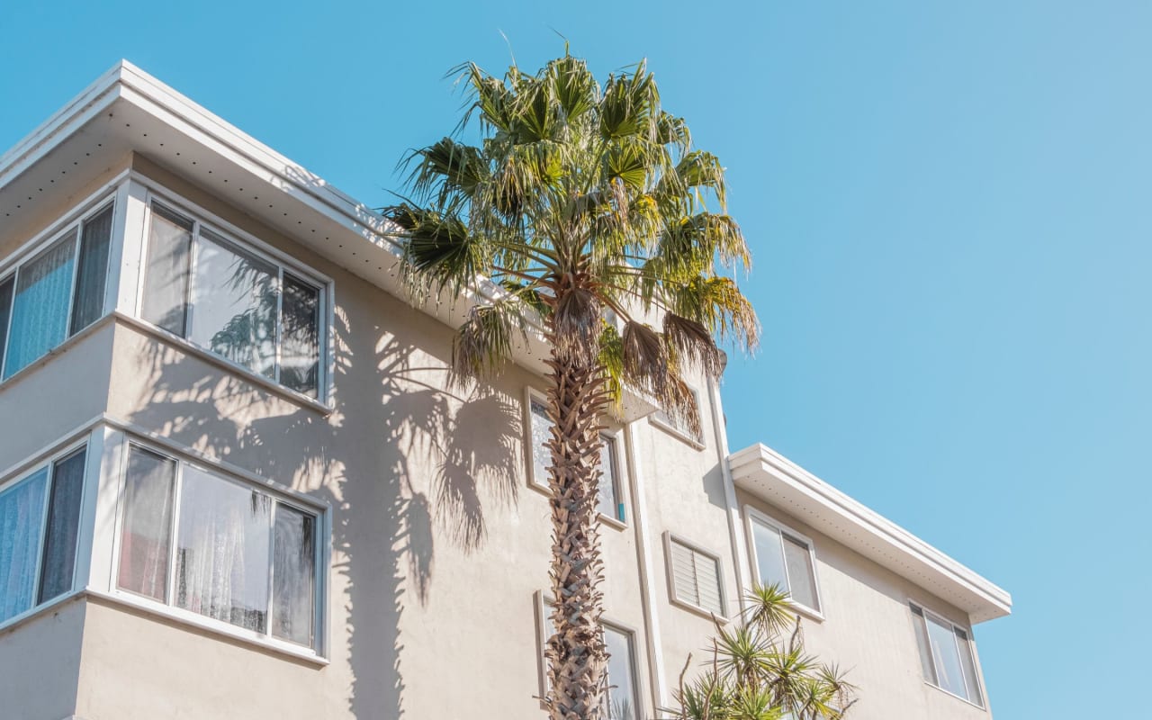 a palm tree in front of a building