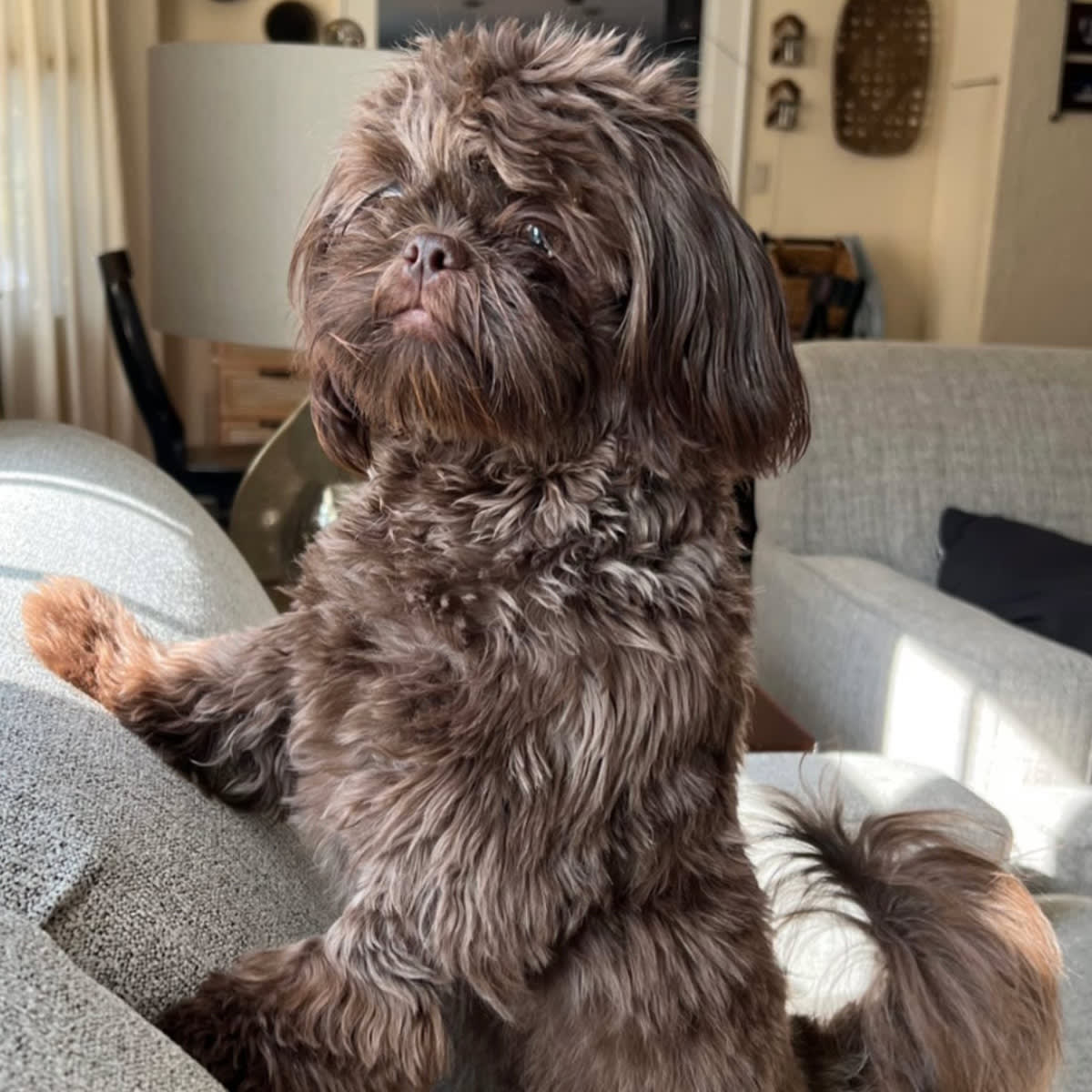 Small brown dog with a fluffy coat standing on a couch.