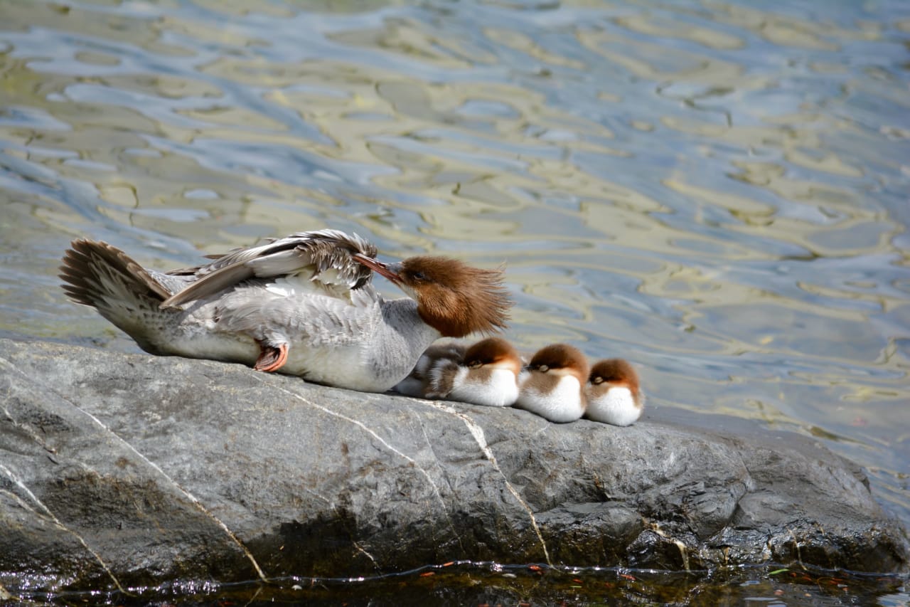 a mother duck together with its three ducklings resting on a large rock