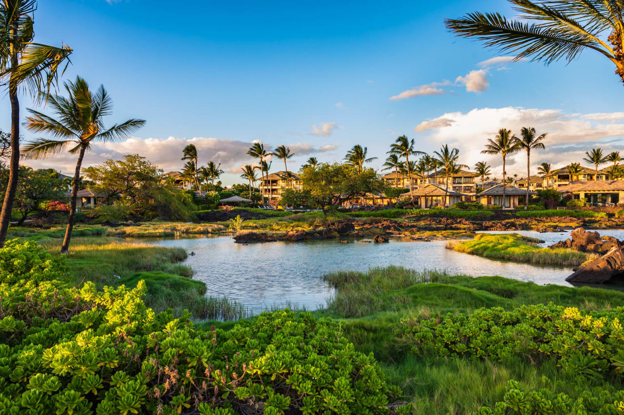 A pond surrounded by lush greenery and palm trees