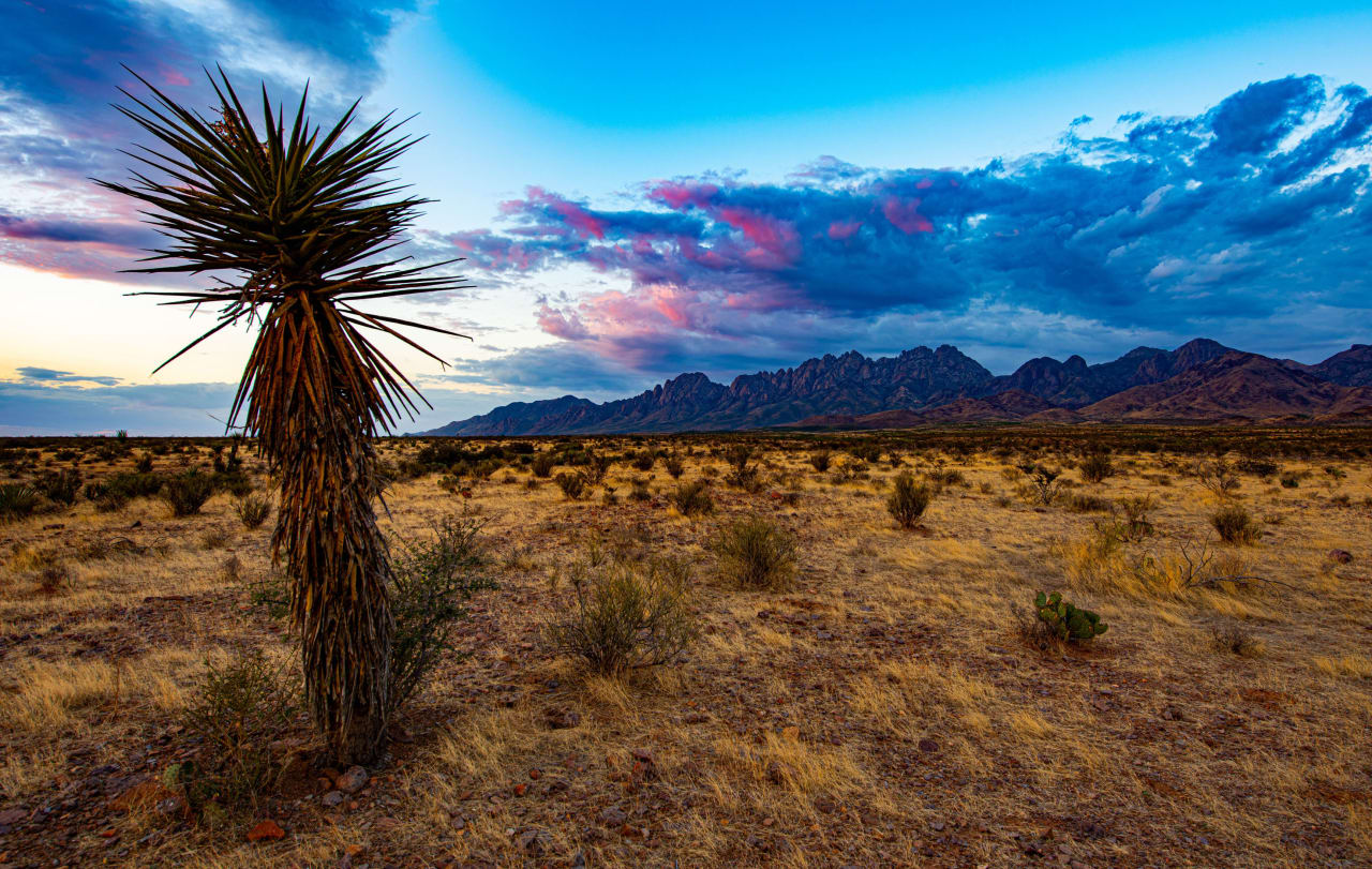 A desert landscape with a single palm tree in the foreground and a mountain range in the background.