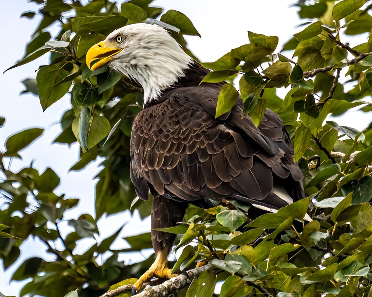 A bald eagle perched on a branch in a tree