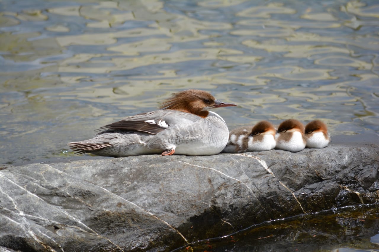 four ducks resting on a large rock near the lake