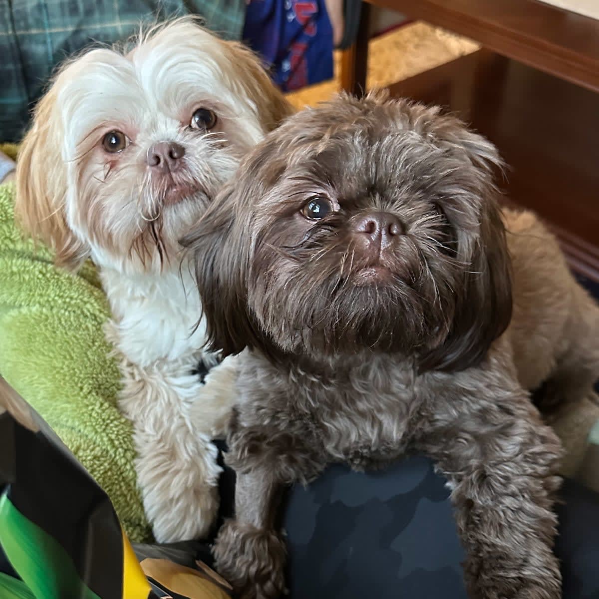 Two small dogs sitting close together on a green blanket.